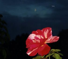 La rosa que olía a luna creciente