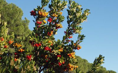 el fruto del madroño