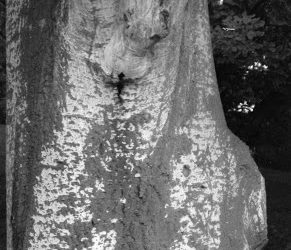 el fantasma del parque