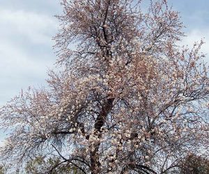 Florecen los almendros en Madrid