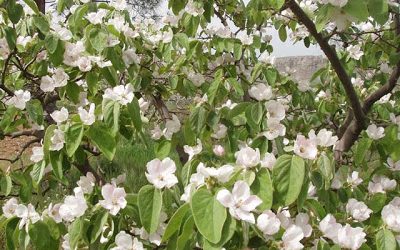 Mis membrillos en flor