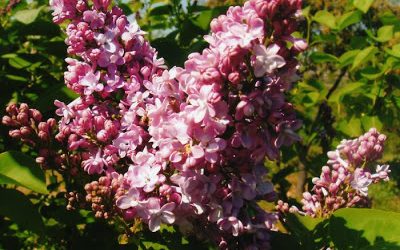 La floración de las lilas