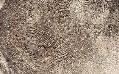 Las líneas de la vida