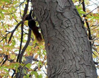 Las mañanitas del Retiro