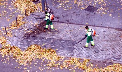 Hojas del árbol caídas