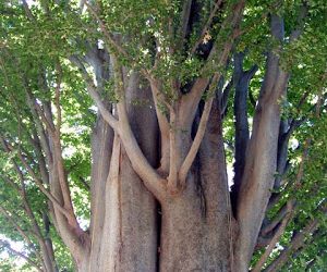 Zelkova