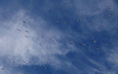 Las gaviotas del Manzanares