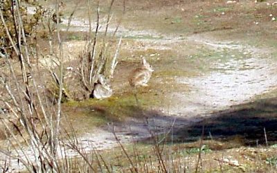 Conejillos madrileños
