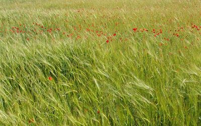 El trigo y el barbecho