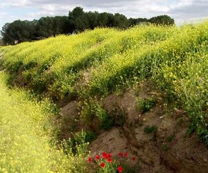 Primavera en el sureste