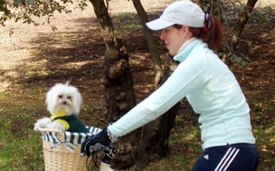 Dos edades: la rosa y la amarilla