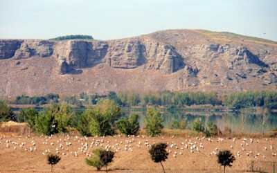Cigüeñas en el sureste