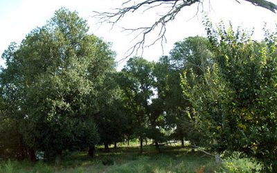 Los olmos más resistentes