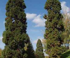 Las sequoyas del Parque del Oeste