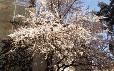 El almendro de mi barrio