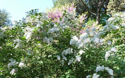 La floración de las lilas en El Capricho