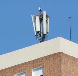 Caray con la cigüeña