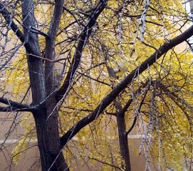 los ginkgos de Alberto Aguilera