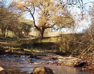 Por el Jarama arriba