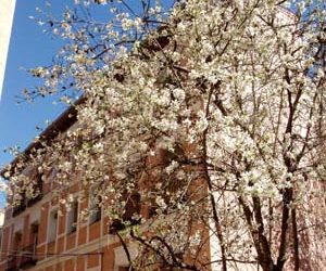 La calle del Almendro, en flor