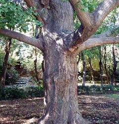 El Ginkgo de la Fuente del Berro