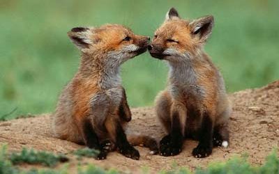 Los zorritos de la Casa de Campo.