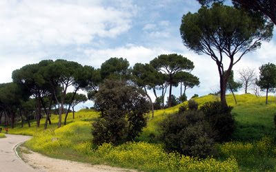 Las flores amarillas