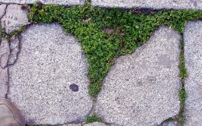 Jardincillos locos, III