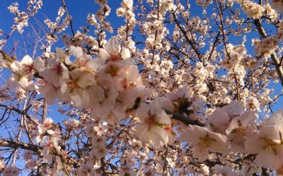 Florecen los almendros