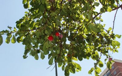 Temporada de ciruelas