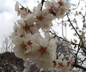 Florecen los almendros en Madrid