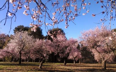 Los almendros al sol