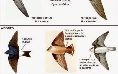 Llegaron los vencejos