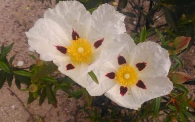 Ponte de blanco, Jara, y di que eres toda para mí!