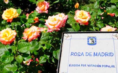 Rosa de Madrid