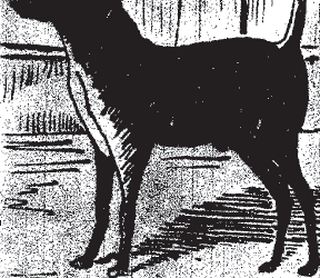 El perro Paco