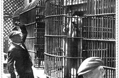 El día en que el oso del zoo se escapó