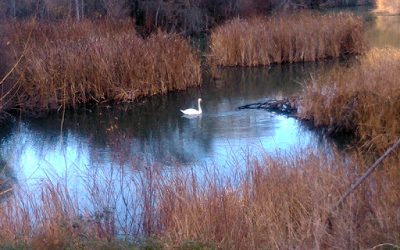 El cisne del Manzanares