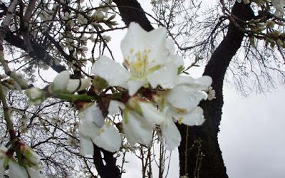 Los almendros florecen con un mes de adelanto