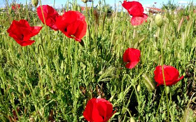 El huerto de Vicente