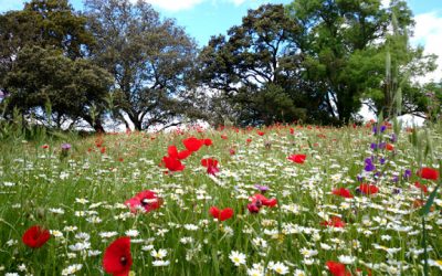 Marzo ventoso y Abril lluvioso…