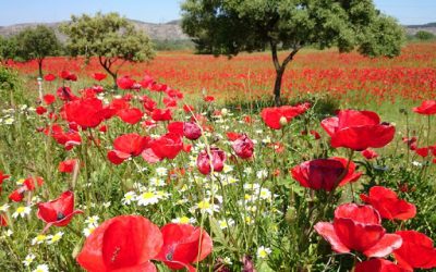 Amapolas madrileñas
