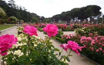 No cabe una rosa más