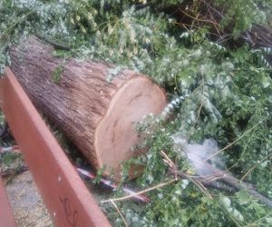 Tala masiva en Virgen del Puerto. «Cortar por lo sano»