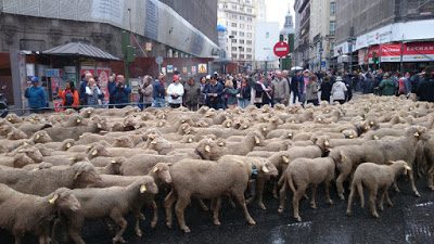 Ovejas en Madrid