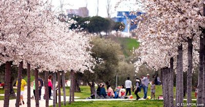 Florecen los cerezos en Madrid