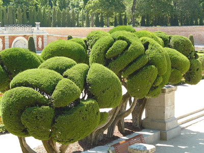 Los cipreses del parterre del Retiro